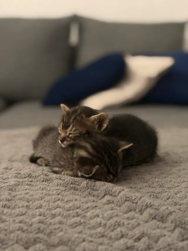 Megara y Rojo duermen en una sola bolita sobre una cobija gris.