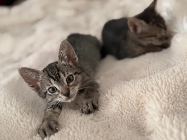Megara y Rojo en una cobija blanca: adelante, ojos abiertos; atrás, una siesta.