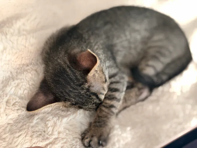 Una siesta en bolita sobre una cobija blanca, con la cara escondida.
