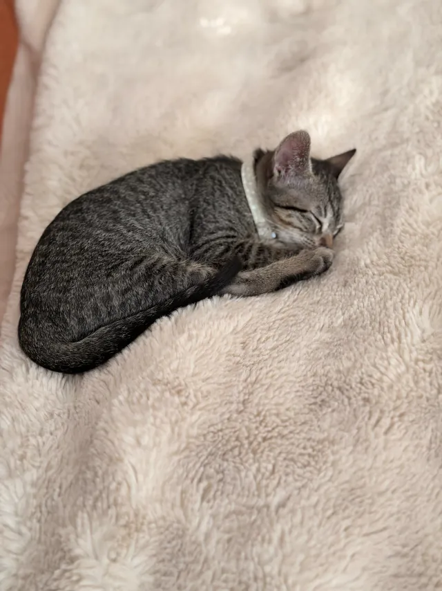 Megara duerme hecha bolita sobre una cobija blanca.