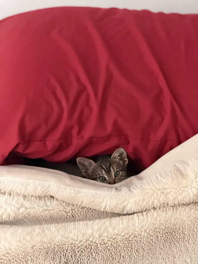 Rojo se asoma por debajo de una almohada roja.
